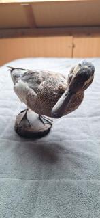 Taxidermie opgezet eendje op houten plateau, Ophalen of Verzenden, Gebruikt, Vogel, Opgezet dier