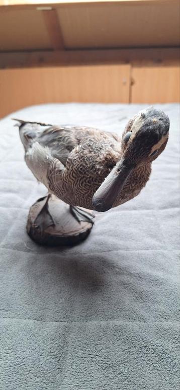 Taxidermie opgezet eendje op houten plateau beschikbaar voor biedingen