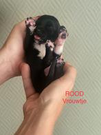 siberische husky x friese stabij pups, CDV (hondenziekte), 8 tot 15 weken, Poolhond, Meerdere