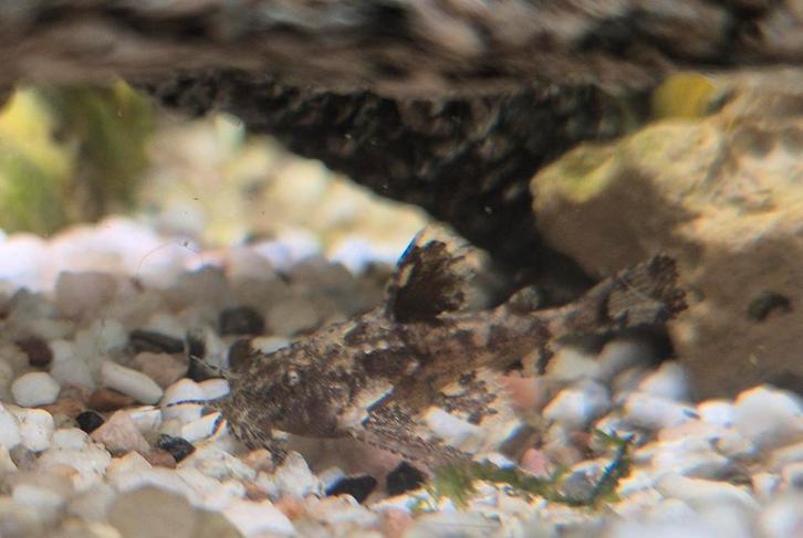 4x Hara Jerdoni (Dwergvleugelmeerval), Dieren en Toebehoren, Vissen | Aquariumvissen, Vis