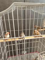 Zebravink koppel, Dieren en Toebehoren, Vogels | Overige Vogels, Meerdere dieren