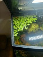 Drijfplanten, groot blad...., Ophalen, Nieuw, Plant(en), Steen of Hout