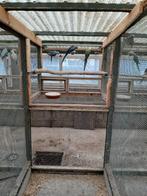 HALSBAND PARKIETEN, Meerdere dieren, Parkiet, Geringd