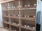 Broedkooien 50 hoog 40 diep 80 lang, Dieren en Toebehoren, Ophalen of Verzenden, Zo goed als nieuw, Hout, Broedkooi of Kweekkooi
