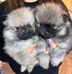 Pomeranian pups reutjes, Dieren en Toebehoren, Keeshond, Reu, CDV (hondenziekte), 8 tot 15 weken