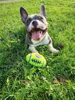 Pocket bully 20 maanden met stamboom, Rabiës (hondsdolheid), Overige rassen, 1 tot 2 jaar, Teef