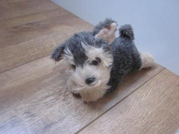 Nature Babies Aurora World UK grijs/beige pluche hond puppy  beschikbaar voor biedingen