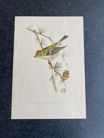 10 prenten  zangvogels 16,5x24 samen 18 euro winterkoninkje, Ophalen of Verzenden, Natuur en Biologie