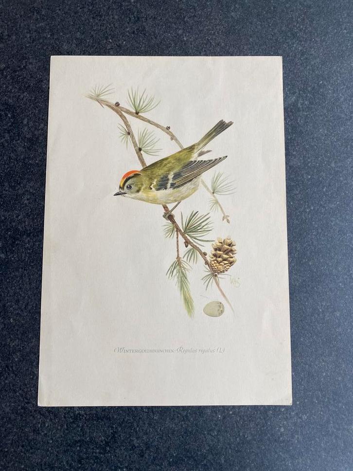 10 prenten  zangvogels 16,5x24 samen 18 euro winterkoninkje, Antiek en Kunst, Antiek | Schoolplaten, Natuur en Biologie, Ophalen of Verzenden