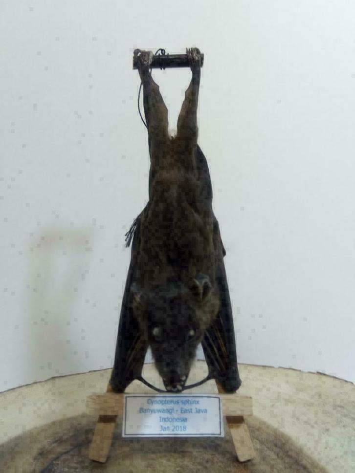 Opgezette hangende vleerhond, vleermuis, cynopterus sphinx, Verzamelen, Dierenverzamelingen, Nieuw, Opgezet dier, Overige soorten