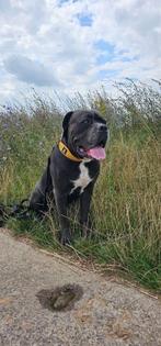 Cane corso reu 4 jaar, België, Particulier, Rabiës (hondsdolheid), Eén hond