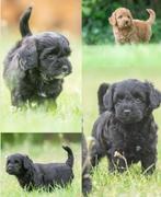 gave Boomer x Tibetaanse terriër pups, Nederland, Overige rassen, CDV (hondenziekte), 8 tot 15 weken
