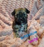 Boomer-puppies-teefje-reutje-puppy-puppy's, Dieren en Toebehoren, Overige rassen, 8 tot 15 weken, Meerdere, Meerdere dieren