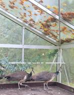 Koppel jonge blauwe pauwen te koop, Dieren en Toebehoren, Pluimvee, Meerdere dieren, Overige soorten