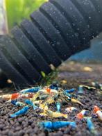 Aanbieding 10+5 gratis skittles garnalen bezorging aquarium, Dieren en Toebehoren, Kreeft, Krab of Garnaal