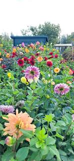 8 flinke knollen Dahlia Queen Night, Tuin en Terras, Bloembollen en Zaden, Ophalen of Verzenden, Voorjaar, Volle zon, Knol