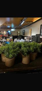 Plantjes, Kunststof, Minder dan 30 cm, Minder dan 60 cm, Rond