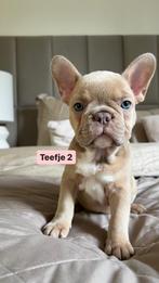Franse bulldog pups, Dieren en Toebehoren, Particulier, Meerdere, Bulldog, 8 tot 15 weken