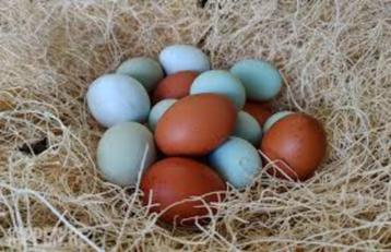 Araucana kippen beschikbaar voor biedingen