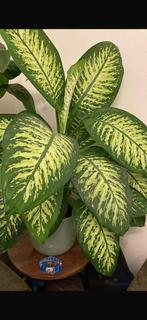 Diefenbachia 90 cm incl vaas, Huis en Inrichting, Kamerplanten, Ophalen of Verzenden