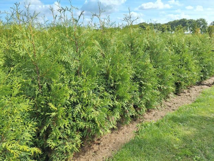 Coniferen Thuya Brabant GROOT! 180 - 200 cm, Tuin en Terras, Planten | Struiken en Hagen, Haag, Conifeer, 100 tot 250 cm, Ophalen