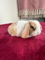 Lieve jong Nederlands Hangoor Dwerg konijn, Meerdere dieren, Dwerg, Hangoor, 0 tot 2 jaar