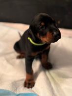 Dobermann pups te koop (nog maar 1reutje), Overige rassen, CDV (hondenziekte), 8 tot 15 weken, Meerdere