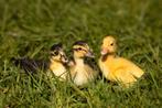 Indische loopeenden kuikens | Gesekst, Meerdere dieren, Eend