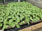 Boerenkool boerenkoolplanten, Tuin en Terras, Ophalen, Volle zon, Groenteplanten, Eenjarig