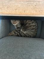 2 poezen en 3 katers zoeken een nieuw baasje(s), Dieren en Toebehoren, Meerdere dieren, 3 tot 5 jaar