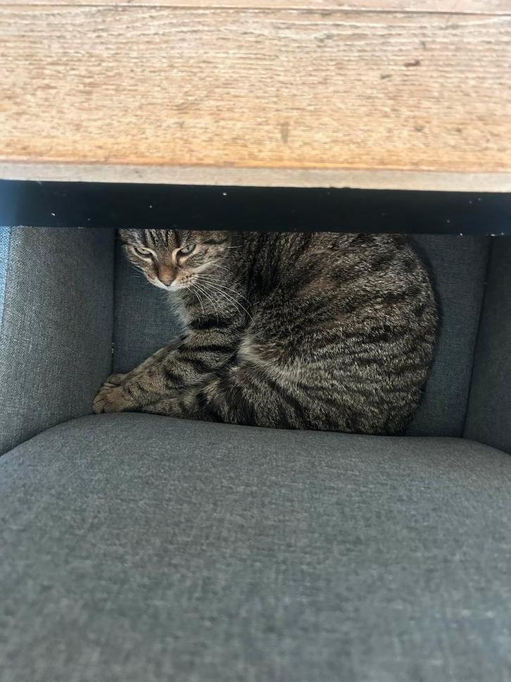 2 poezen en 2 katers zoeken een nieuw baasje(s), Dieren en Toebehoren, Katten en Kittens | Overige Katten, Meerdere dieren, 3 tot 5 jaar