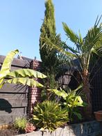Italiaanse Cipres, Tuin en Terras, Planten | Bomen, Ophalen, Volle zon, Overige soorten
