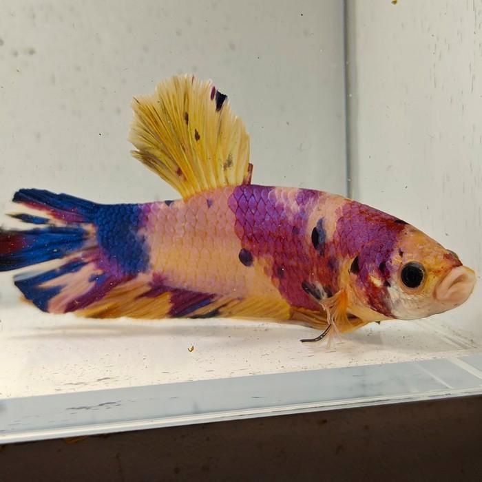 Betta splendens man 08, Dieren en Toebehoren, Vissen | Aquariumvissen, Vis