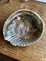 Abelone schelp, 16 x 14, Verzamelen, Mineralen en Fossielen, Ophalen of Verzenden, Schelp(en)
