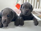 Mooie Cane corso pups geboren!!!, Dieren en Toebehoren, Rabiës (hondsdolheid), Overige rassen, 8 tot 15 weken, Meerdere