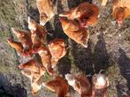Kippen boor de leg bardervelders, Dieren en Toebehoren, Pluimvee, Vrouwelijk, Kip
