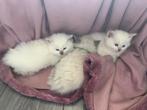 Siamees seal point/Ragdoll blue lynx kittens, Meerdere dieren, Langharig, 0 tot 2 jaar