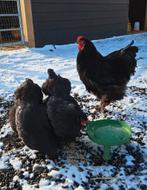 Trio jonge kippen, Meerdere dieren, Kip