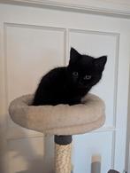 Britse korthaar kitten Nico, Dieren en Toebehoren, Kater, Kortharig, 0 tot 2 jaar