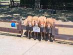 Stalling mini shetjes Almere Haven, Dieren en Toebehoren, Stalling en Weidegang, Stalling