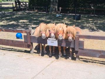 Stalling mini shetjes Almere Haven beschikbaar voor biedingen