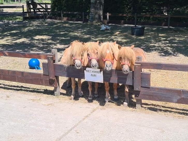 Stalling mini shetjes Almere Haven, Dieren en Toebehoren, Stalling en Weidegang, Stalling