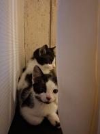 2 poezen zusjes, Dieren en Toebehoren, Katten en Kittens | Dekkaters