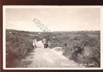 Cadzand - Zwin in de vrije natuur [KRST009-1800 beschikbaar voor biedingen