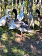 Indische loopeenden (woerd), Dieren en Toebehoren, Pluimvee, Mannelijk, Eend