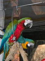 Koppel ara's, Meerdere dieren, Papegaai