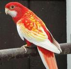 Rubino rosella, Dieren en Toebehoren, Vogels | Parkieten en Papegaaien, Meerdere dieren, Parkiet, Geringd