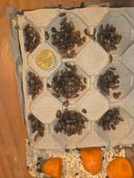 1000 dubia's 100 euro kleinere aantallen mogelijk, Ophalen of Verzenden, Hond