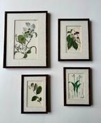 Mooie lijsten ( wand ) met botanische prent in passe partout, Ophalen of Verzenden