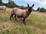 2 ooien, 50% Border Leicester, Dieren en Toebehoren, Schapen, Geiten en Varkens, Vrouwelijk, Schaap